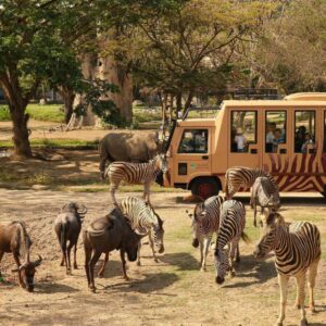 Bali Safari Park Tour - A Journey Through the Wild – Explore Bali’s Safari Wonderland