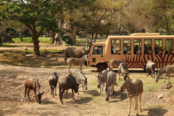 Bali Safari Park Tour - A Journey Through the Wild – Explore Bali’s Safari Wonderland