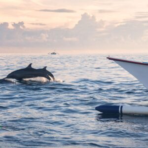 Bali Dolphin Tour – Morning Magic & Mountain Serenity