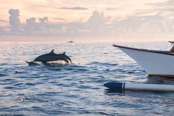 Bali Dolphin Tour – Morning Magic & Mountain Serenity