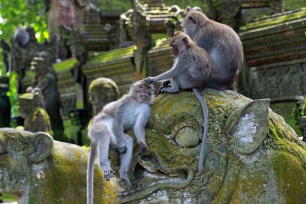 Ubud Tour – Embrace the Soul of Bali in One Inspiring Day
