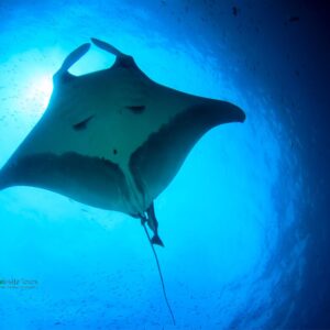 Nusa Penida Snorkeling and Island Trip