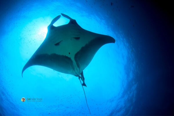 Nusa Penida Snorkeling and Island Trip