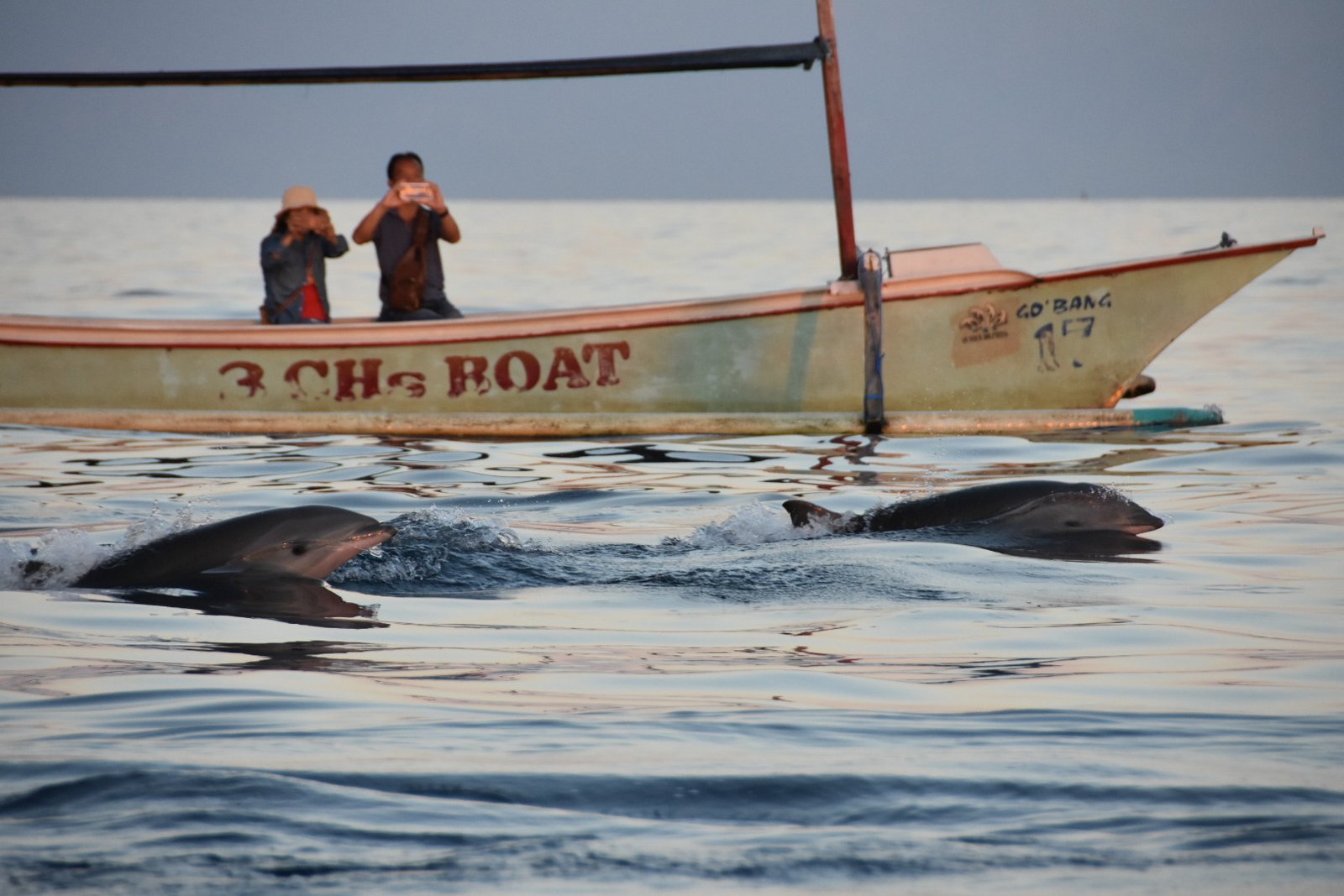 Bali Dolphin Tour – Morning Magic & Mountain Serenity,